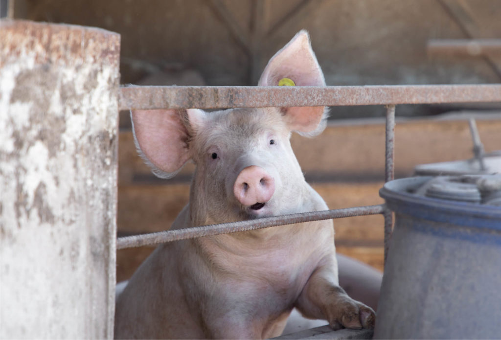 ANIMALI biologica rustici-02